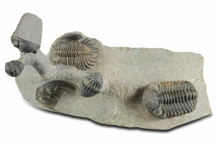 Cluster of Six Trilobite Fossils (Mrakibina, Morocops, Austerop) #350556